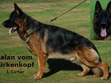 Pui Ciobanesc German cu pedigree