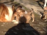 Pui collie de vanzare