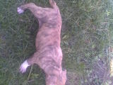 pui de amstaff