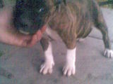pui de amstaff