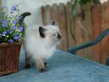 Pui de Angora Turceasca