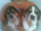 pui de beagle tricolor fem si mas de 5 saptamâni