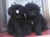 Pui de caniche