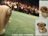 Pui de catei Lhasa Apso parinti campioni Europeni