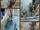 pui de ciobanesc belgian malinois