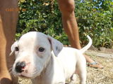 Pui de Dog Argentinian + Pitbull