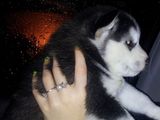Pui de Husky Siberian