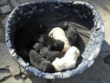 Pui de Labradori