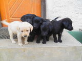 Pui de labradori