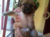 pui de pechinez