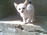 Pui de pisica spre adoptie