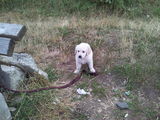 Pui de rasa Golden Retriever