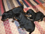 pui de rottwailer