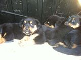 Pui de  rottweiler