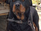 pui de Rottweiler