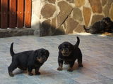 Pui de Rottweiler
