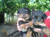 Pui de rottweilwr
