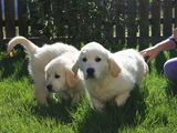 Pui Golden Retriever