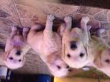 Pui Golden Retriever (Bucuresti)
