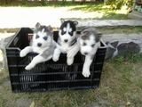 Pui Husky Siberian