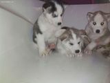 Pui Husky Siberian
