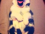 Pui husky siberian