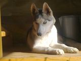 Pui husky siberian femele