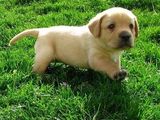 pui labrador