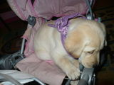 Pui Labrador