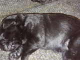 Pui Labrador Retriever
