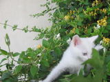 Pui Pisica de Angora