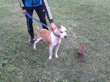 pui pitbull 2 luni