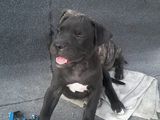 Pui pitbull