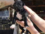 pui pitbull