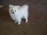 Pui Pomeranian