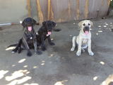 Pui Presa de Canario