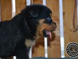 Pui Rottweiler