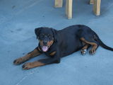 Pui rottweiler
