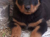 pui rottweiler