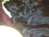 Pui Rottweiler
