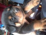 Pui Rottweiler