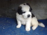 pui saint bernard