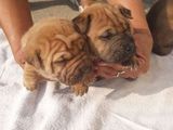 Pui shar-pei