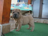 pui shar-pei, 2 masculi si 4 femele