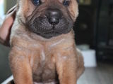PUI  SHAR PEI