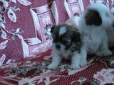 Pui Shi-Tzu