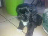 pui shih-tzu