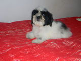 pui shih-tzu