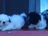 Pui shih-tzu