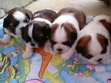 Pui Shih Tzu